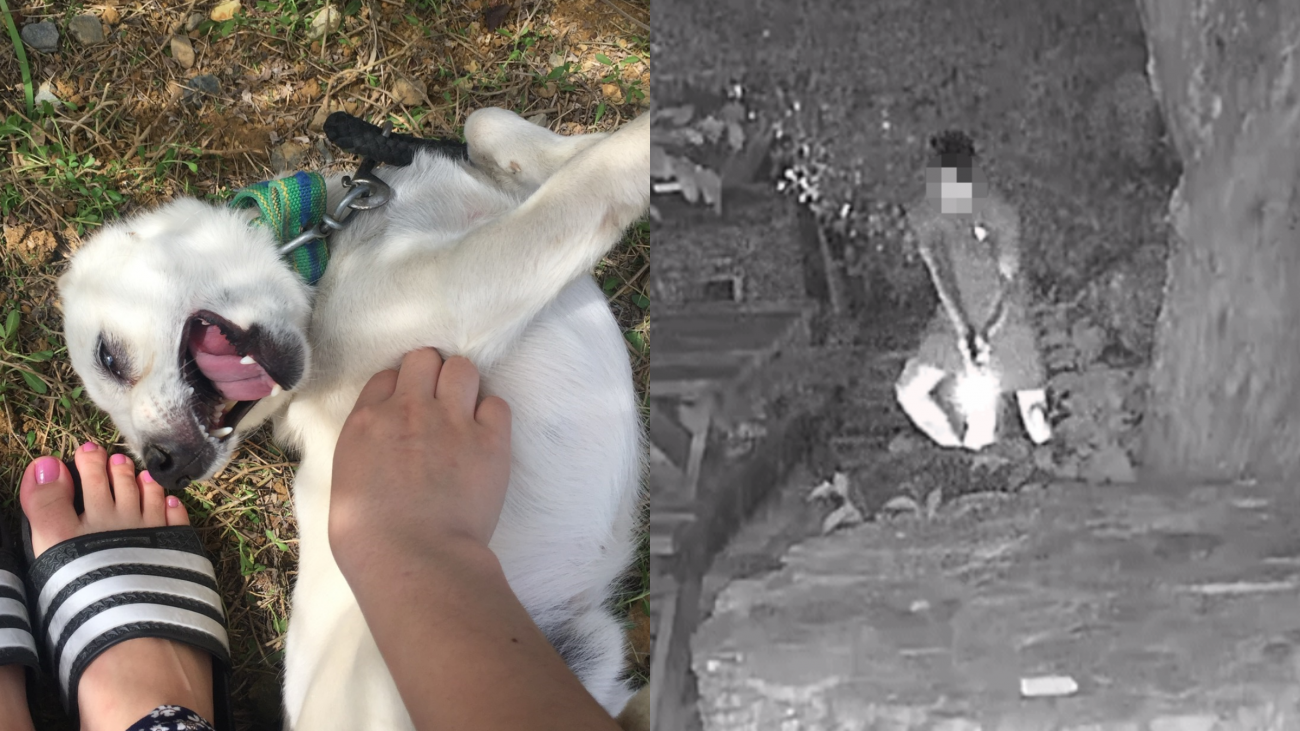 비비탄 해병, 반려견에 200발 난사