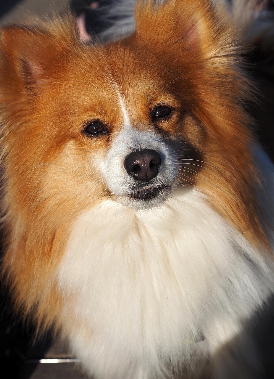 우리 아이, 아픈 건 싫어요… 강아지 건강검진 주기 & 필수 체크리스트 총정리