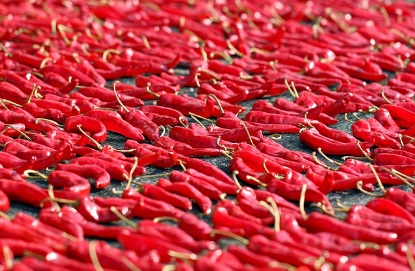 김장 시기 키트 레시피 매트 배추 : 필수 준비