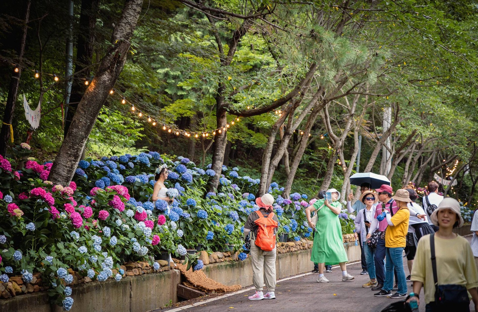 강진수국길축제