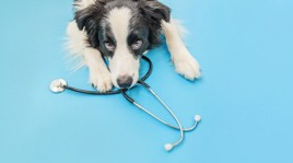 개도 감기에 걸릴까?