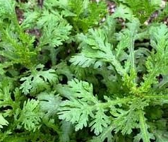 쑥갓의 효능 부작용 고르는법 칼로리 꽃