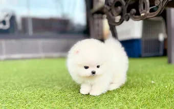 포메라니안 가격 성격 털빠짐 수명 미용_17