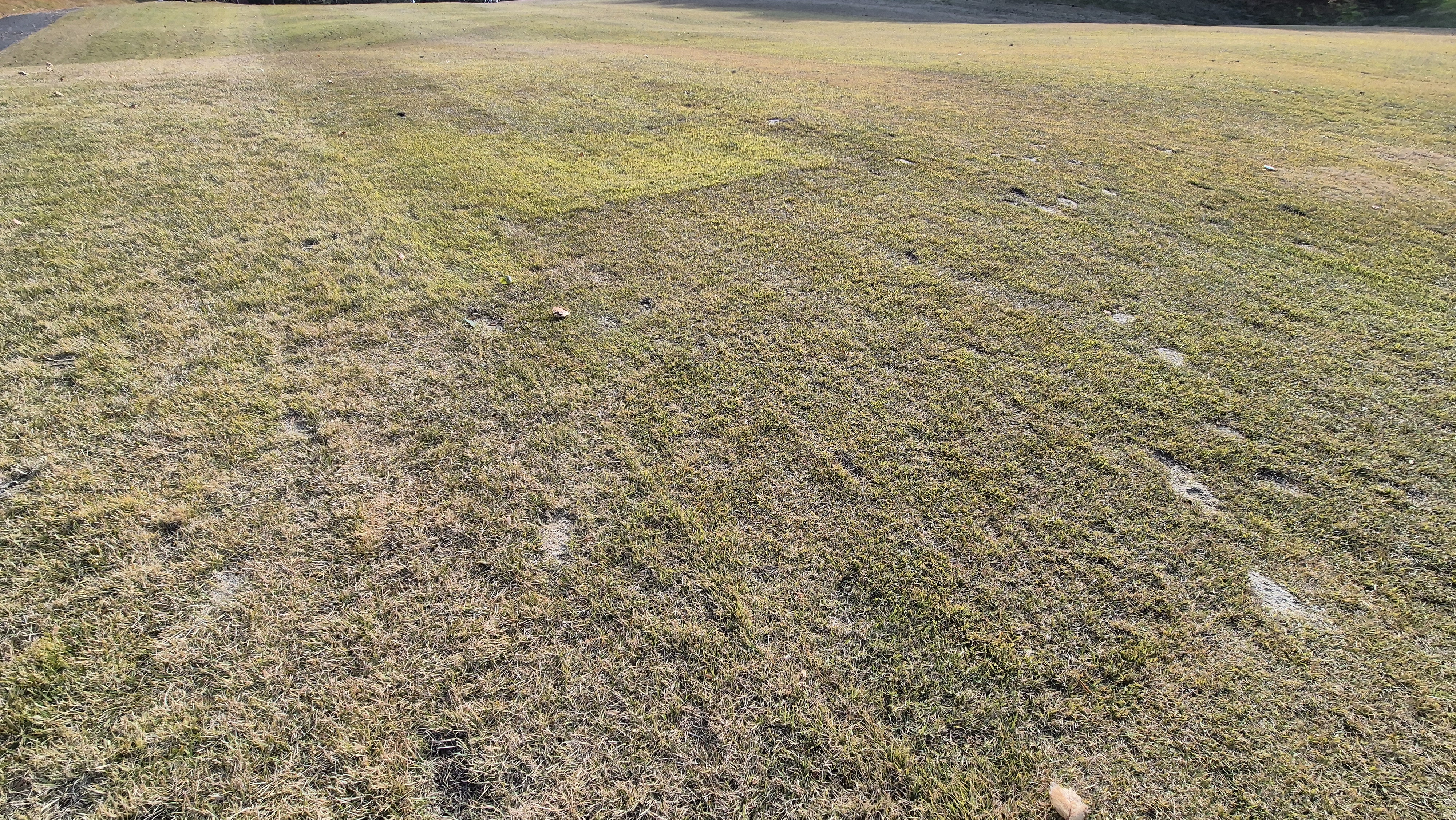 세종에머슨cc 밸리-마운틴 코스관리 상태