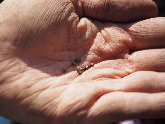 파종 깊이에 따른 발아율 차이와 작물별 기준