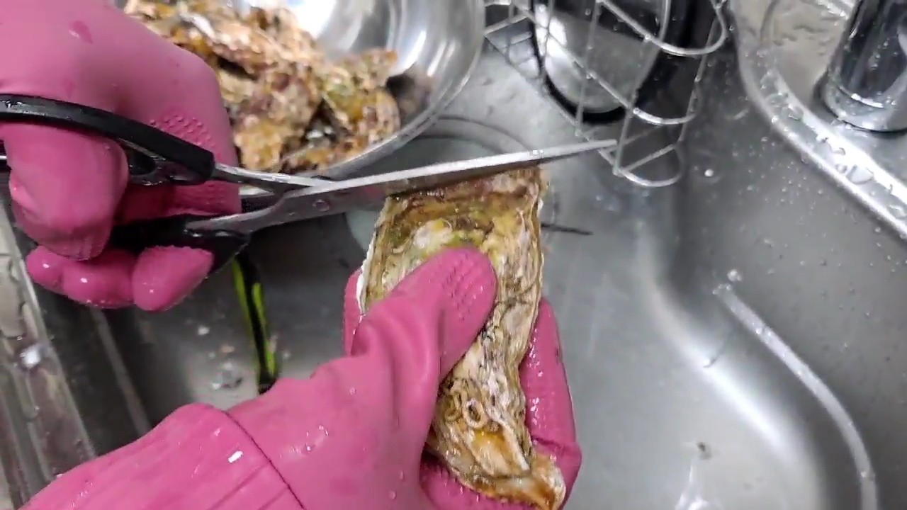 가위로-굴껍질을-자른다