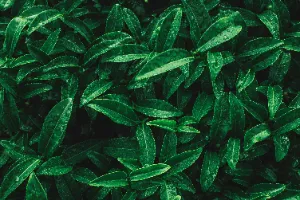 대장암에-좋은-음식