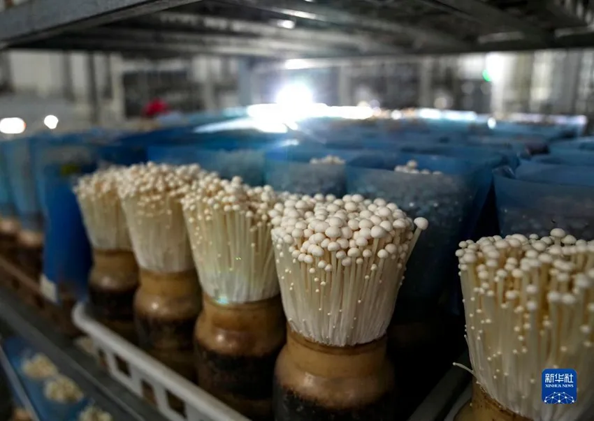 팽이버섯 재배 저온 관리 병해 예방 깔끔한 세척_4