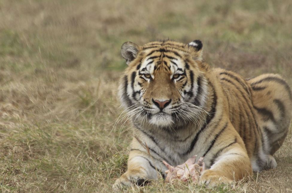 2026년 띠별 운세 총정리