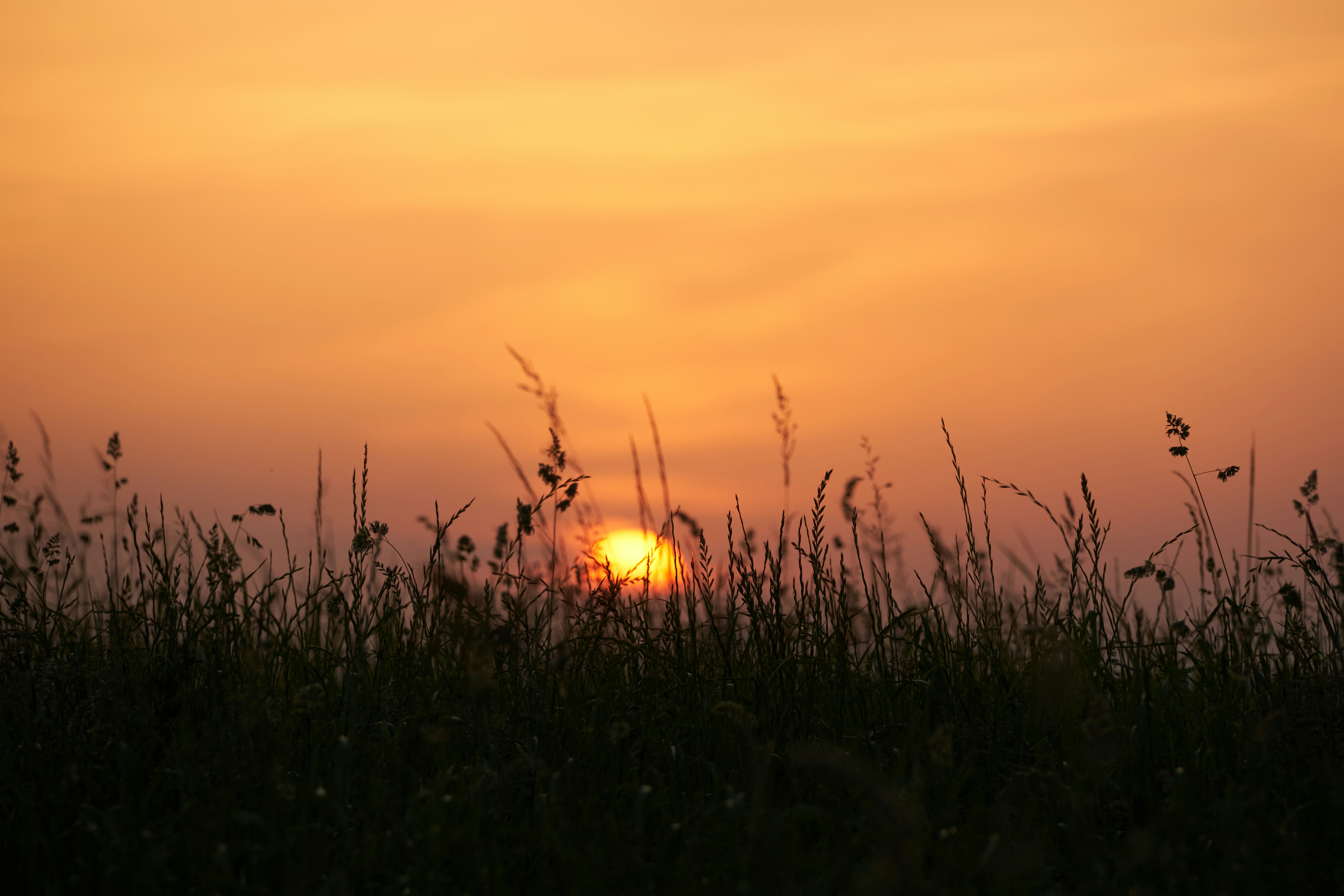 순천만 갈대밭 노을 관련 사진