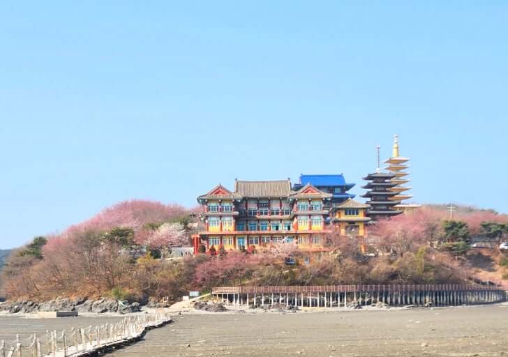 태안 안면암 (벚꽃, 부상탑, 충남 여행지) 사진