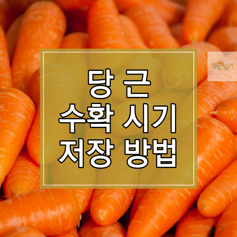 봄 당근 수확시기 및 수확방법, 저장방법 알아보기 썸네일