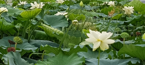 전남 무안 연꽃축제