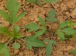 단풍잎 돼지풀 열린 모습