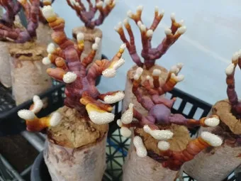 영지버섯 재배 배양 관리 온도 유지 건조 보관_8