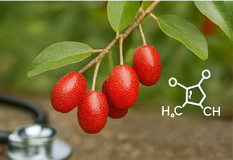 보리수 열매 효능