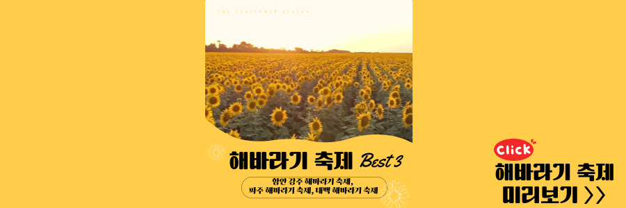 해바라기 축제