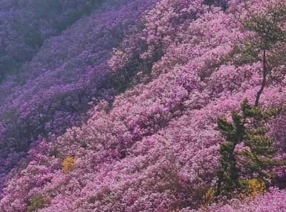 진달래꽃명소