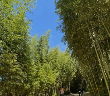 가을여행 단풍 기차여행 추천