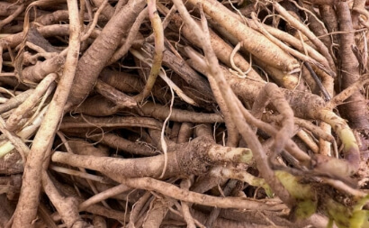 도라지 파종시기