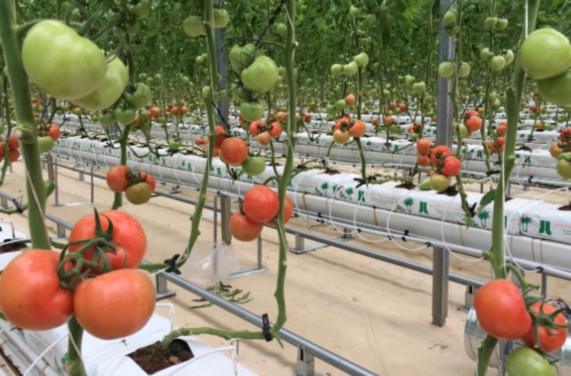 대저토마토와 짭짤이 토마토의 재배 방법