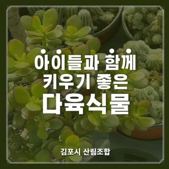다육이 물주기 환기요령 일조량관리 여름과 겨울 관리법_13