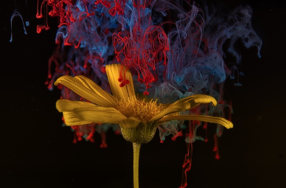 수제 잉크 만들기 : 천연 재료로 나만의 필기용, 드로잉용 잉크를 만드는 법