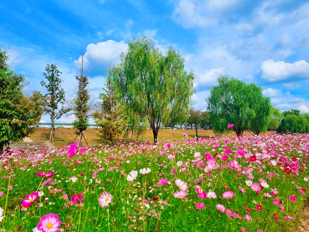 서울 근교 가을꽃 만발한, 경기도 고양시 강매석교공원 창릉천 코스모스축제