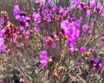 비슬산 참꽃축제_18