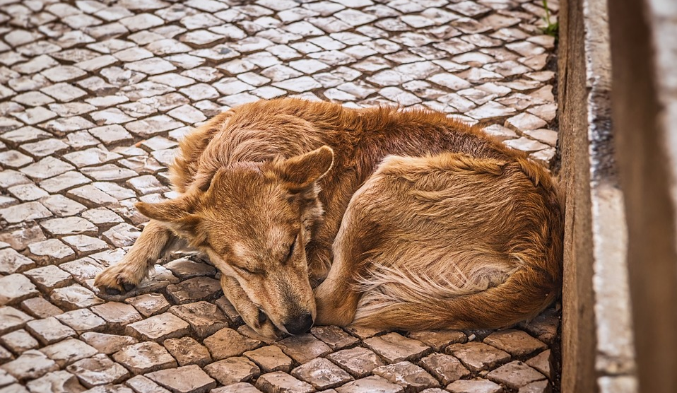 인간의 사랑으로 떠돌이 개 치유