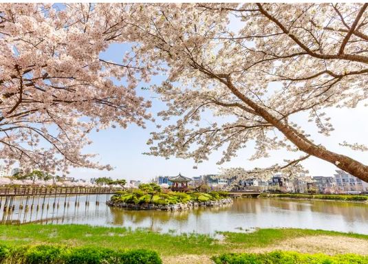 서산 벚꽃