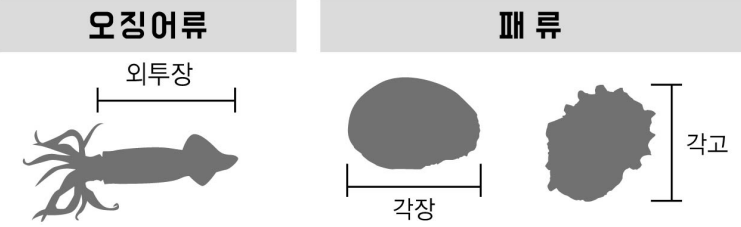 오징어류 패류 금지체장 측정방법