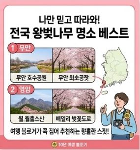 벚꽃 상식
