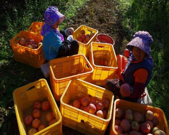 청송사과축제_19