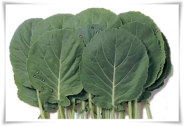 텃밭 "7월에 심기 좋은 작물" 가을 수확을 기대하는 황금 작물!