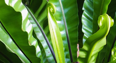 fern