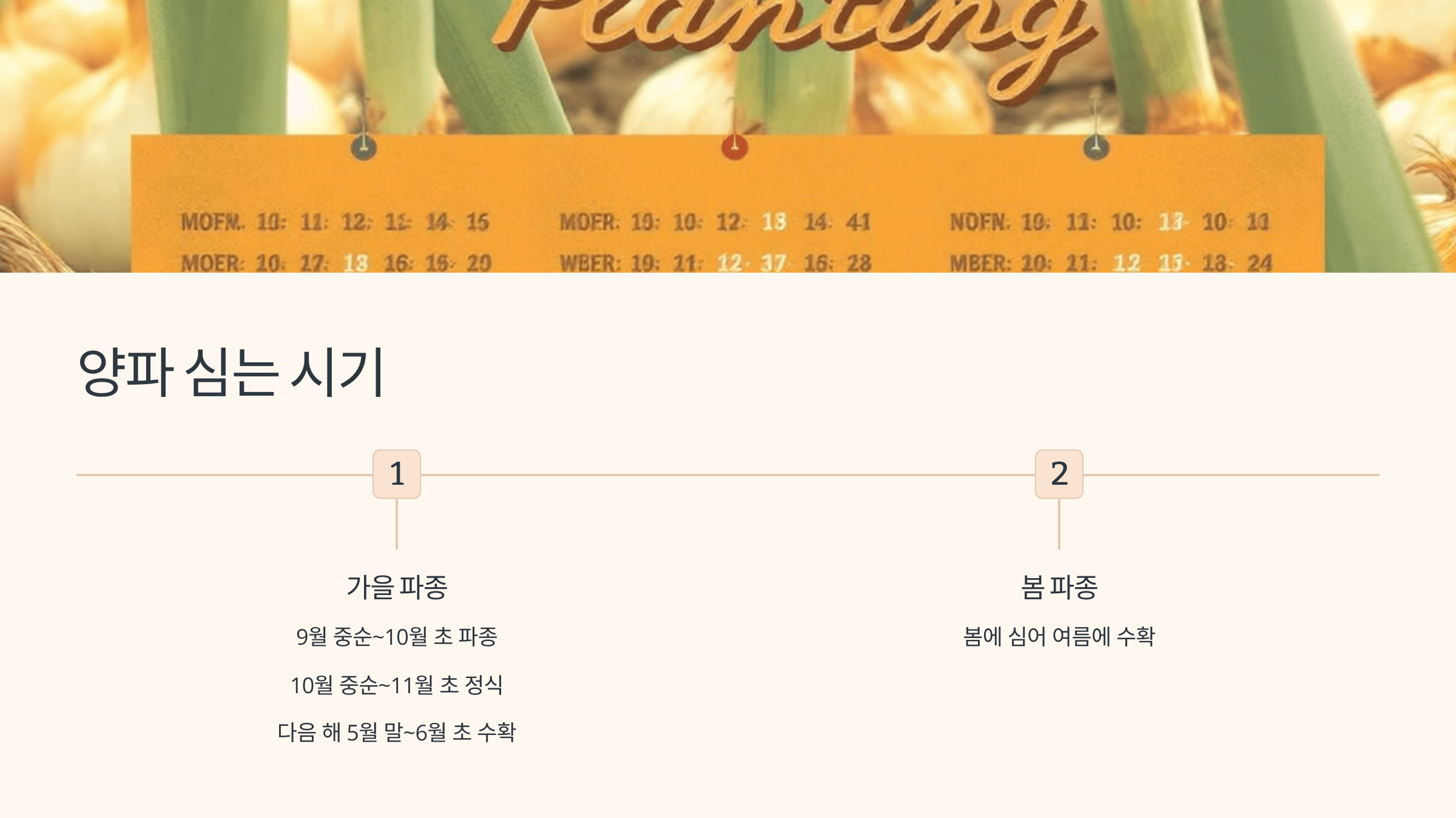 양파 사진입니다.