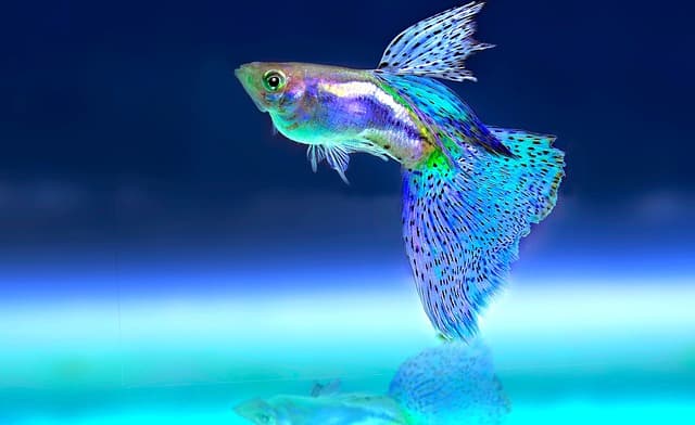 하얀 물고기(Devil's Hole Pupfish): 극한 환경에서의 생존 전략