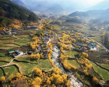 구례 산수유축제_21