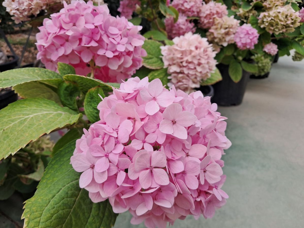 통영동백커피식물원