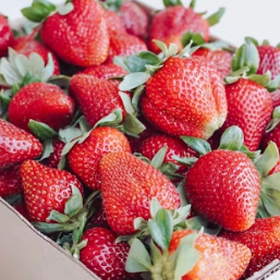 딸기 효능 부작용 칼로리 고르는법