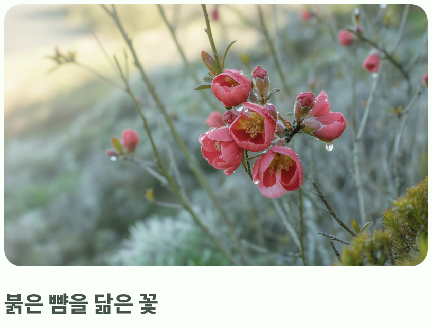 아가씨의 볼을 닮은 꽃&amp;#44; 산당화