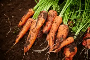 당근 효능 효과 및 영양성분, 부작용과 주의점