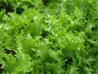 치커리 재배 쓴맛 줄이기 차광 요령 물 관리_32