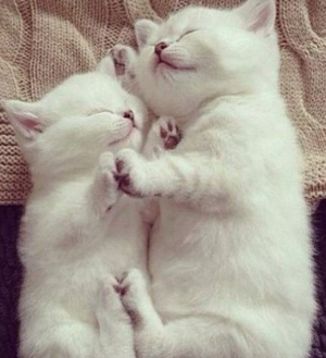 고양이 합사하는 방법