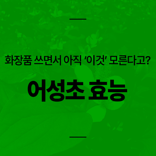 어성초 효능 알아보자