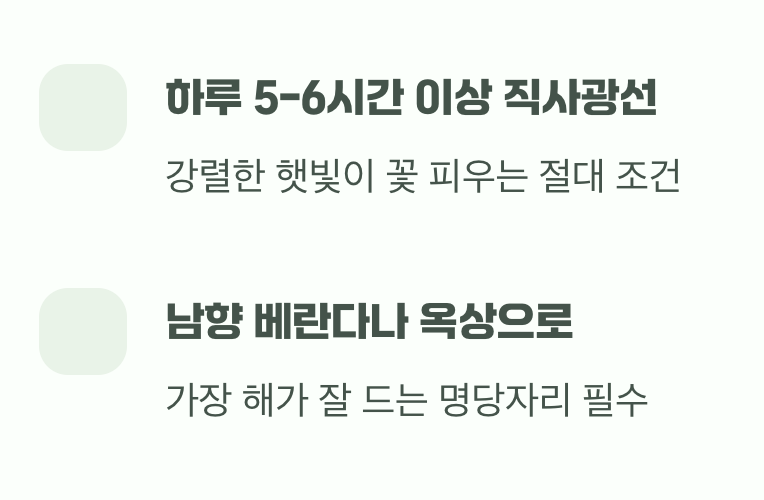 보라색 꽃을 위한 최고의 보약, 햇빛