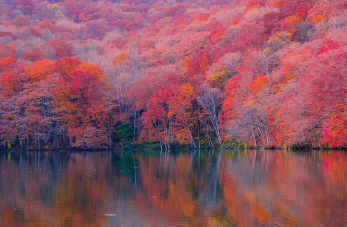 청와대 국민청원홈페이지 지금 확인 21