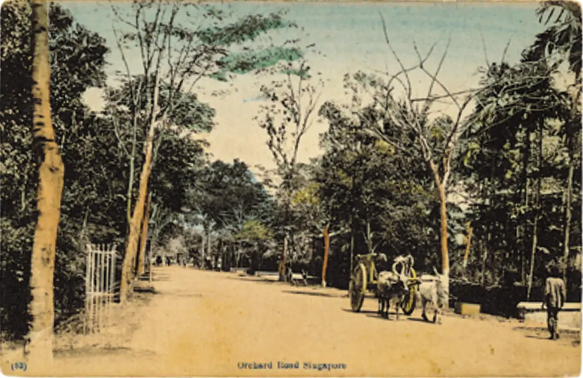 육두구 농장시절의 오차드 로드(c1890 Orchard Road with nutmeg trees Postcard), 출처 : Singapore Philatelic Museum