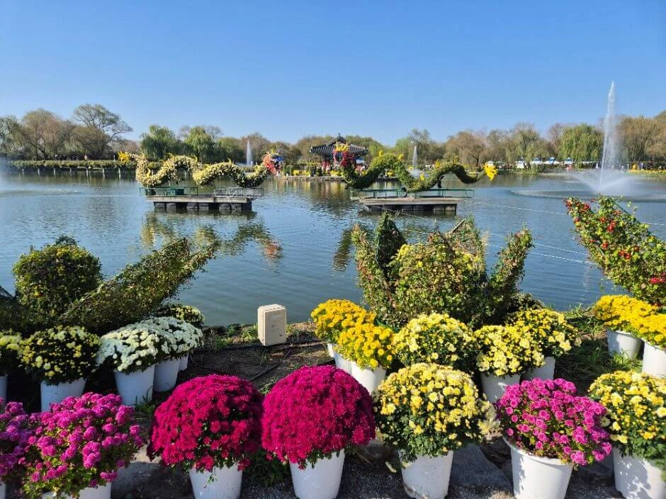 충남 꽃구경 부여 꽃축제 백제고도부여국화축제 기본정보